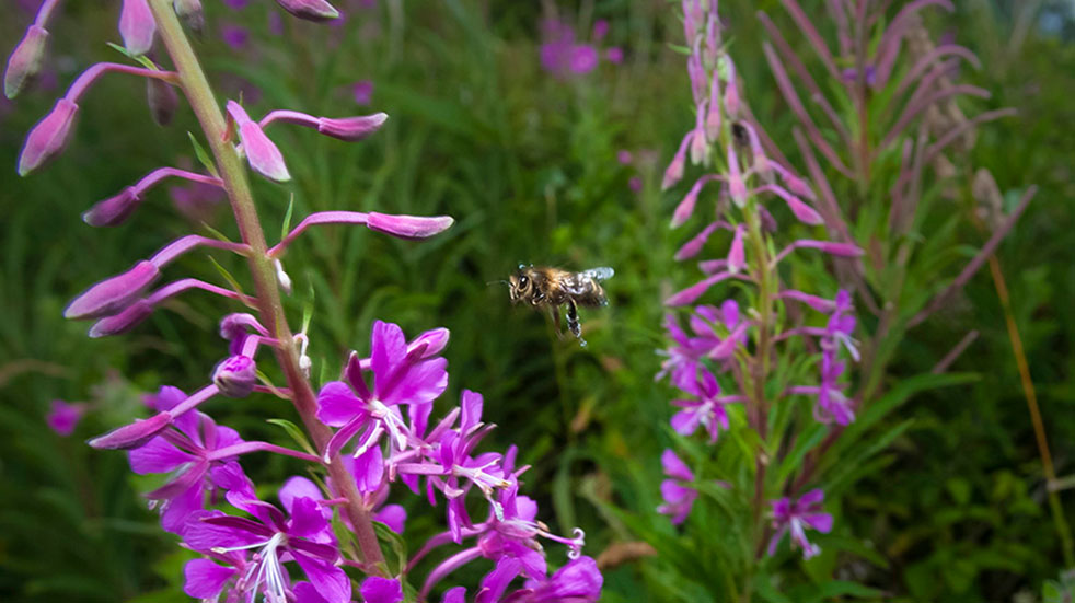 Wildlife photography tips bee